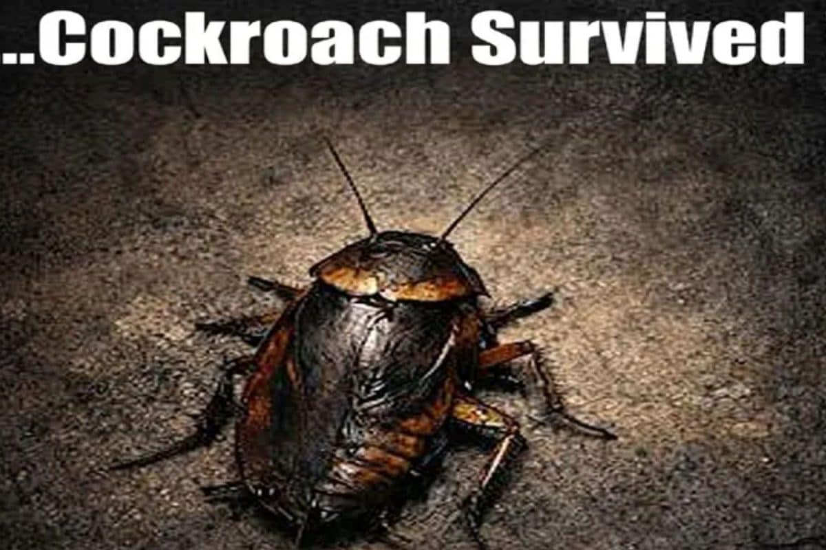 Cockroach Movie: 'కాక్రోచ్' సినిమాకు A సర్టిఫికేట్.. ఒక వేశ్యకు, కిరాయి హంతకుడికి మధ్య..!