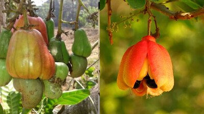 सावधान! ये 8 फल और कंद हो सकते हैं जानलेवा, जानें कब और कैसे बचें