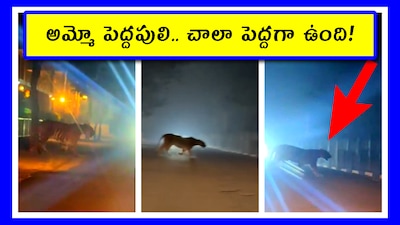 అమ్మో పెద్దపులి (Image credit - x - @sairaaj44)