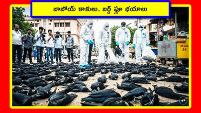 బాబోయ్ కాకులు.. బర్డ్ ఫ్లూ భయాలు