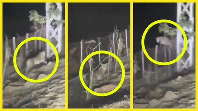 వామ్మో.. చిరుతపులి (Image credit - x - @tajkeproperties)