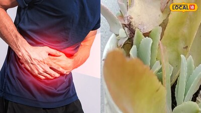 Stone Bush: Ayurvedic Secret to Dissolve Kidney Stones & Boost Health