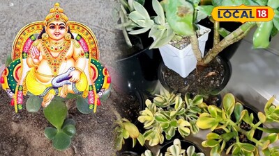 Kubera's Favorite 'Money Tree': Place Crassula Ovata at Home for Double Luck!