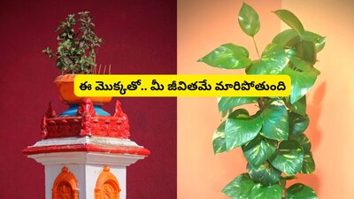 वास्तु रहस्य: तुलसी और मनी प्लांट के साथ यह पौधा लगाए, आर्थिक समस्याएँ दूर होंगी!