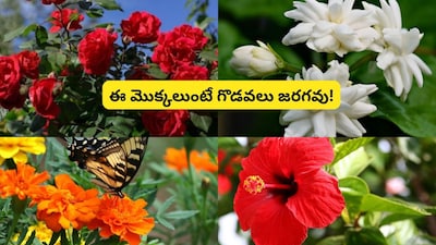 Vastu Tips: 5 Flowering Plants to Grow at Home for Family Harmony