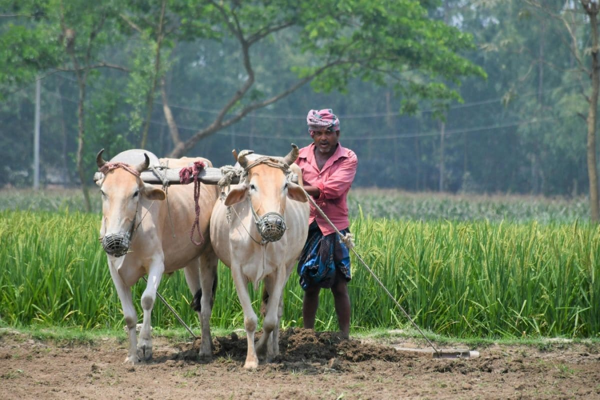 Fertilizers: రైతులకు బిగ్ అప్‌డేట్.. ఇక ఎరువులు కొంటే భూమి రికార్డులతో లింక్! కేంద్రం కొత్త ప్లాన్
