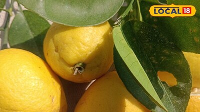 Keep Lemons Fresh for Weeks: Simple Storage Hacks Revealed!