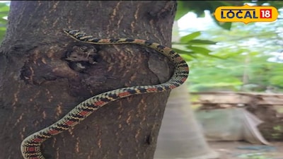 तक्षक नाग: उड़ने वाला सांप जो कोबरा नहीं, जानें इसकी खासियतें.