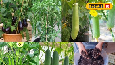 Plant These 5 Veggies in March for Summer Harvests! Skip Market Trips.