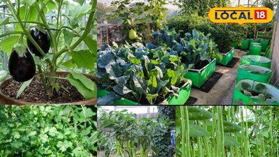 Grow Fresh Veggies at Home: Tomatoes, Mint & More Easily in Pots!