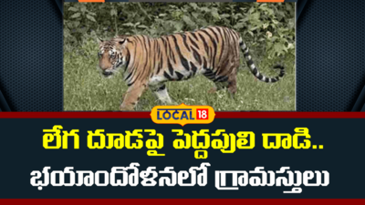 Tiger Attacks Calf Near Annavaram, Kakinada; Villagers Panic