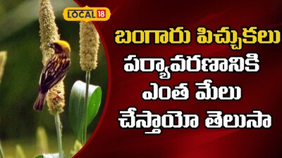 Protect Golden Sparrows: NGO Highlights Vital Environmental Role for Crops