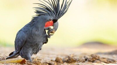 World's Most Expensive Animals: Prices Will Shock You!