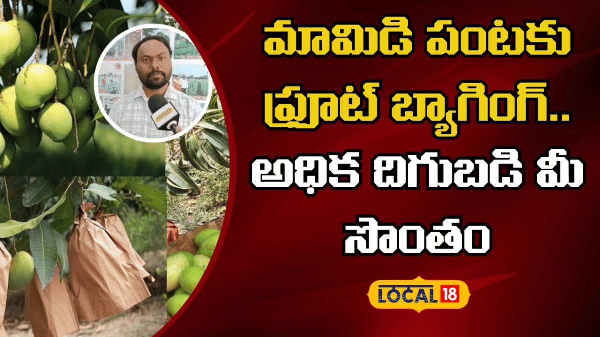 Mango Crop Fruit Bagging Benefits | మామిడి పంటకు ఫ్రూట్ బ్యాగింగ్ ...