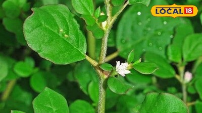 किडनी स्टोन का रामबाण इलाज: यह पौधा पथरी को पिघलाकर बाहर निकालता है.