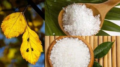 सुकलेल्या रोपांना पुन्हा हिरवेगार करा: एप्सम सॉल्टचा प्रभावी उपाय!