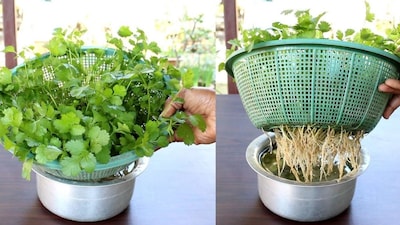 मातीशिवाय 7 दिवसांत घरी ताजी कोथिंबीर उगवा, फक्त पाण्याचा वापर करून!