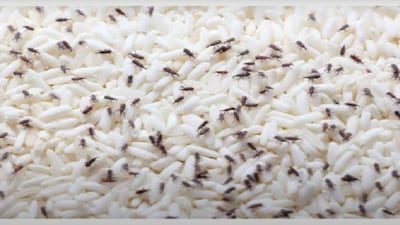 तांदळात काळे किडे? तुमच्या धान्याचे संरक्षण करण्यासाठी 4 घरगुती उपाय!