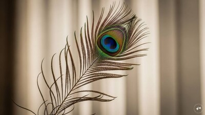 ময়ূরের পালক বাস্তু: সঠিক দিকে রাখলে সমৃদ্ধি, ভুল দিকে রাখলে দুর্ভাগ্য!