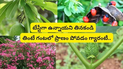 Deadly Delights: Avoid These Poisonous Fruits Found in India