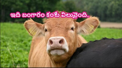 Buffalo Gallstones: The 'Gold' China Spends Millions On, Valued More Than Actual Gold