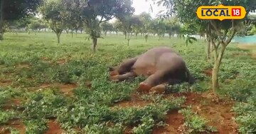 విద్యుత్