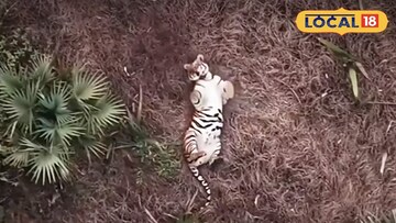 పెద్దపులి