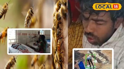 సంగారెడ్డి జిల్లాలో తేనెటీగల దాడి కలకలం