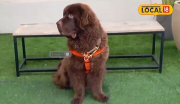 పెంపుడు