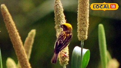 బంగారు పిచ్చుకలు కాపాడుకుందాం..! అవి లేకపోతే పర్యావరణానికె ముప్పు