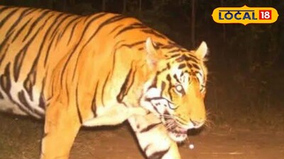 పెద్దపులి ప్లాన్ తిప్పుకుంటుంది...అమ్మవారి గుడిపైకి ఎక్కింది