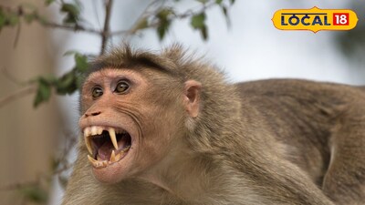 పెద్దపులి తిరుగుతున్న ప్రాంతంలో కోతులు దాడి మహిళ మృతి? 