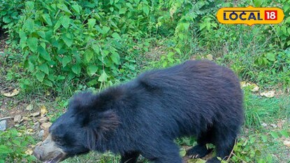 ఆఎలుగుబంటికి ఆ గిరిజనుడు అంటే ఎంత ప్రేమో  చూడండి