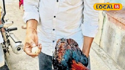 కోడిపుంజు గుడ్డు పెట్టింది..శ్రీకాకుళం జిల్లా బొర్రంపేటలో అరుదైన ఘటన!