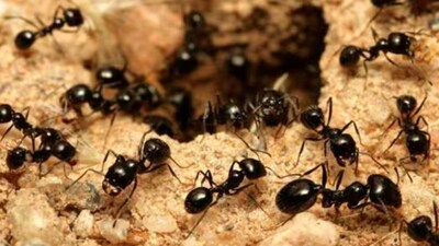 পিঁপড়ার উপদ্রব? বাড়িতেই তৈরি করুন এই ৫টি স্প্রে, রাসায়নিক-মুক্ত সমাধান!