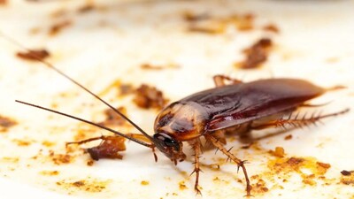 Cockroaches Gone Overnight! Use This Kitchen Peel, No Chemicals Needed