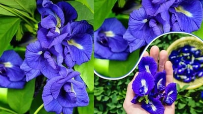 तुमच्या बाल्कनीमध्ये अपराजिताचे रोप वाढवा: पवित्र बागकामासाठी एक सोपे मार्गदर्शक