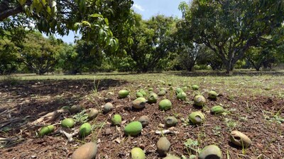 आंध्र प्रदेश में बेमौसम बारिश का कहर: 63 करोड़ रुपये से अधिक की फसल बर्बाद.