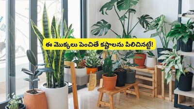 Vastu Alert: 5 Plants You Must NEVER Keep at Your Home Entrance