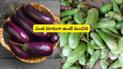 Brinjal: Poison for Some! Avoid if You Have These Health Issues