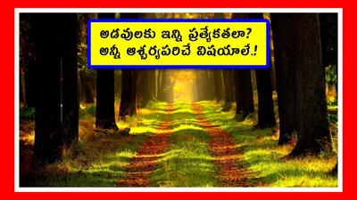 International Forest Day 2026: మార్చి 21న అంతర్జాతీయ అడవుల దినోత్సవం. ఈ సందర్భంగా మనం అడవుల ప్రత్యేకతలు, ఆసక్తికర నిజాలు తెలుసుకుంటే.. ఈ ప్రకృతిలో మనకు అడవులు ఎలా వరమో అర్థం అవుతుంది. 