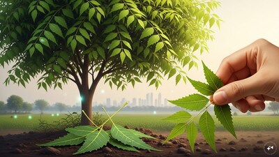 প্রকৃতির উপহার: নিমের পাতায় লুকিয়ে আছে অসংখ্য স্বাস্থ্য উপকারিতা