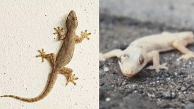 Lizard Eggs: Where Do They Hide? Spot Them & Keep Your Home Lizard-Free!
