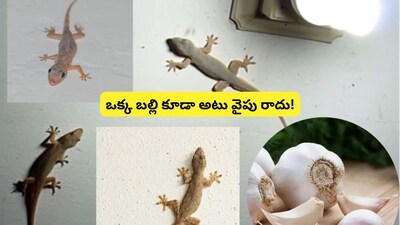Natural Lizard Repellents: 8 Plants to Keep Lizards Away From Your Home