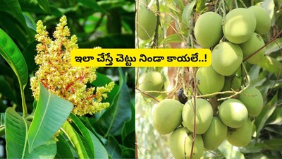 Mango Drop Mystery: Why Flowers & Fruits Fall, and How to Get Bumper Harvests!