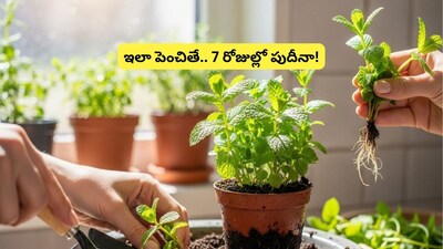 Grow Fresh Mint at Home: Easy Tips to Cultivate Mint Without Seeds