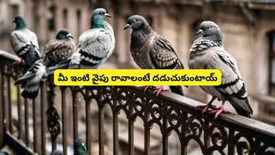 কبوতর তাড়ানোর সহজ উপায়: প্রাকৃতিক পদ্ধতিতে আপনার বাড়ি থেকে দূরে রাখুন!