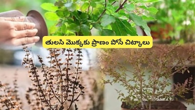 घरातील तुळस सुकत आहे? या सोप्या उपायांनी ती नेहमी हिरवीगार राहील.