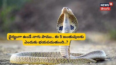 নাগের ভয়: ৫টি প্রাণী যা সাপের রাজাকে পিছু হটতে বাধ্য করে