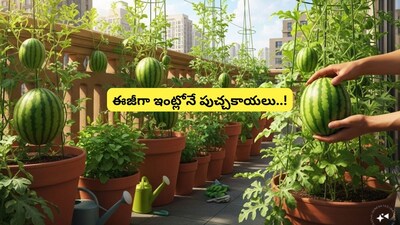 टेरेसवर पिकवा गोड टरबूज: उन्हाळ्यासाठी लहान जागेत लागवडीची प्रक्रिया!